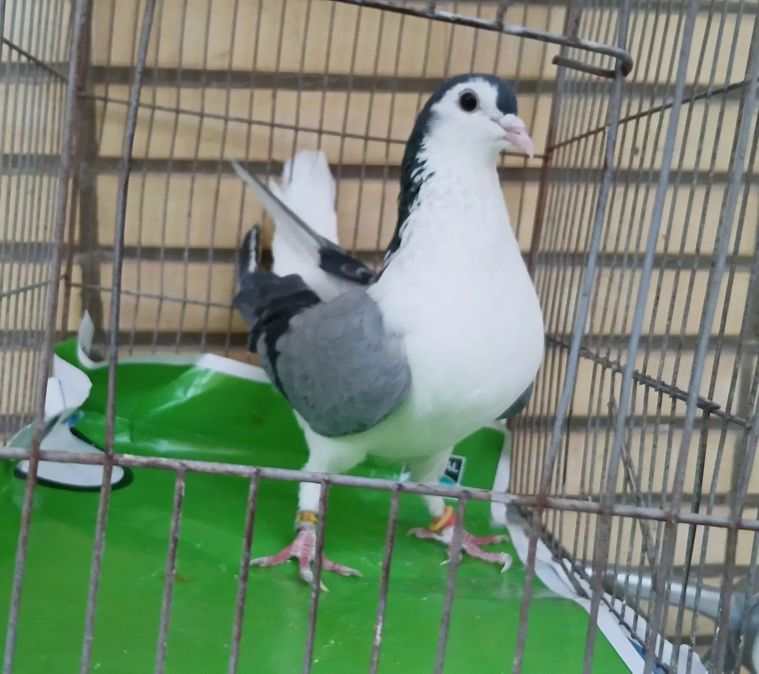 کبوتر بدرنگ|پرنده|اصفهان, شهرک کاوه|دیوار