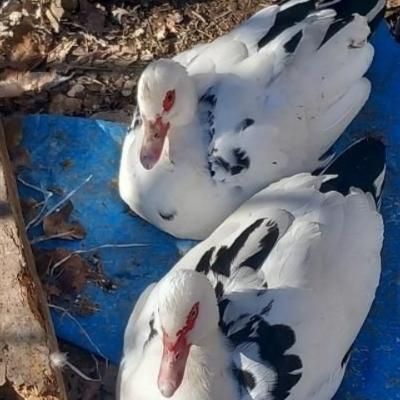 فروش تعدادی قو غاز و غاز محلی اردک خارجی گاز جوجه|حیوانات مزرعه|اردبیل, |دیوار