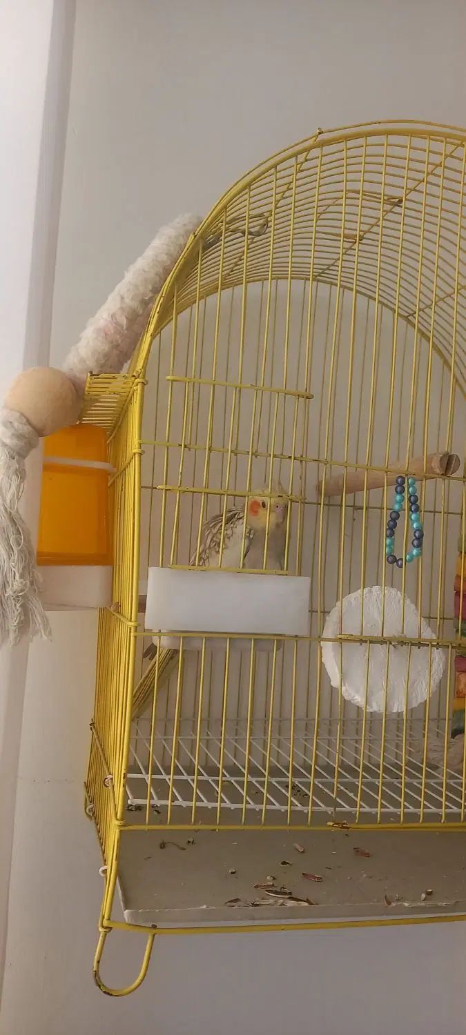 عروس هلندی گل باقالی|پرنده|تهران, نگین غرب|دیوار