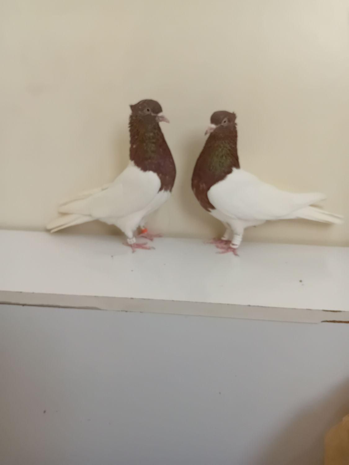 کبوتر کله سرخ وزرد وسیاه وسبز وطوقی کلکسیونی|پرنده|مشهد, آبکوه|دیوار