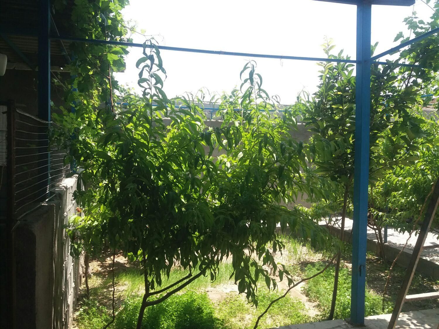 خانه باغچه ویلایی خسروشاه خسروشهر|فروش خانه و ویلا|تبریز, |دیوار