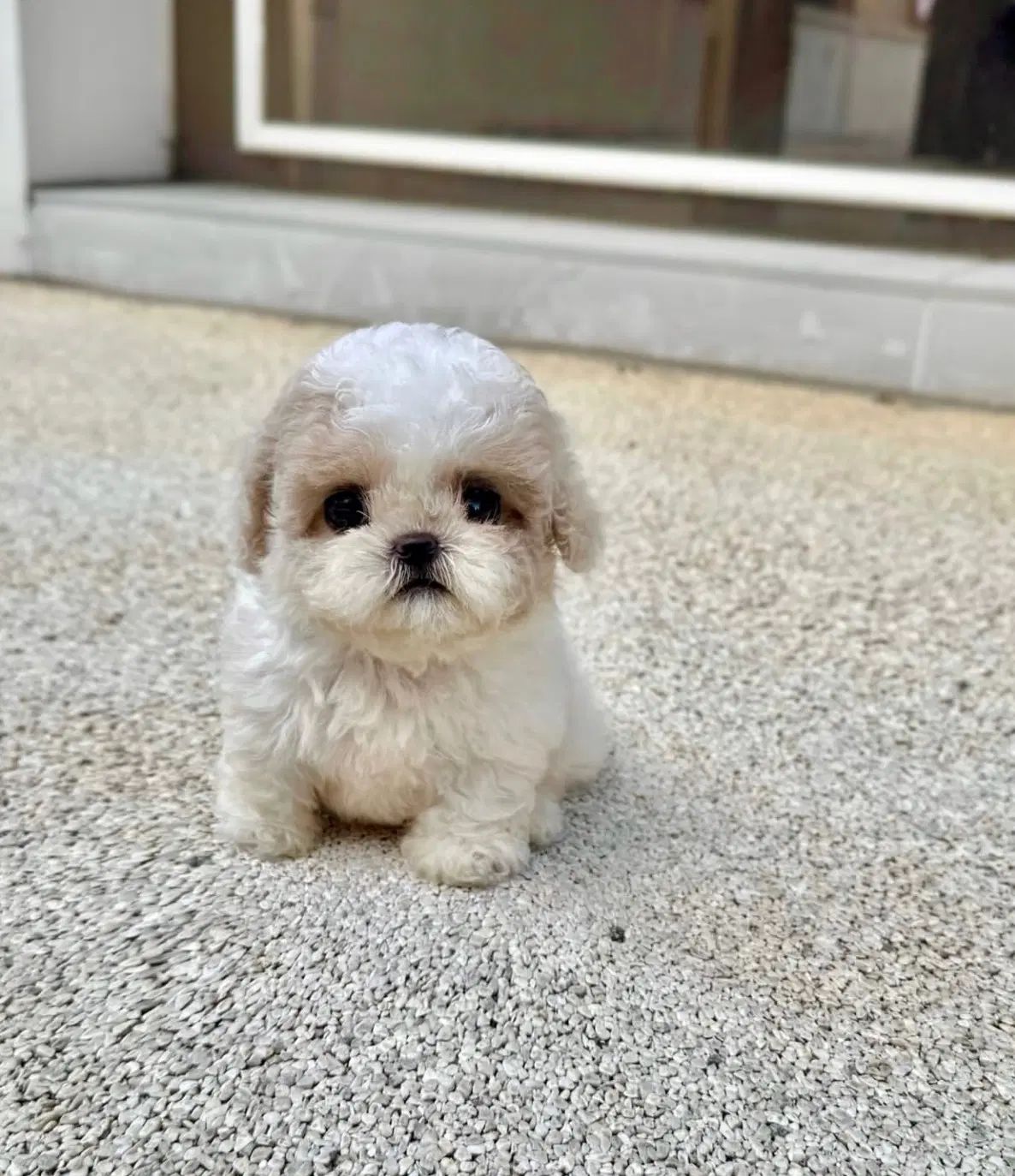 Poodle پودل قهوه‌ای|سگ|تهران, منیریه|دیوار