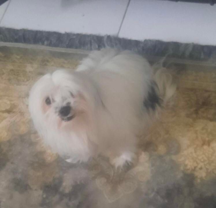 سگ گمشده|حیوانات|شهریار, شهریار|دیوار