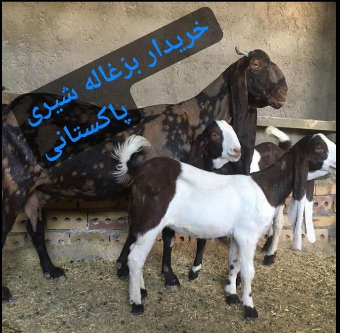 بزغاله پاکستانی ماده اصل|حیوانات مزرعه|شیروان (خراسان), |دیوار