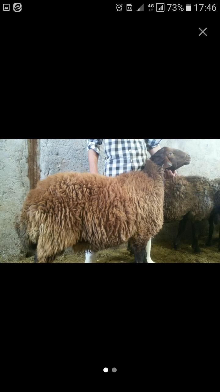 قصاب وسلاخ مجرب صفرتاصد|خدمات پذیرایی، مراسم|همدان, |دیوار