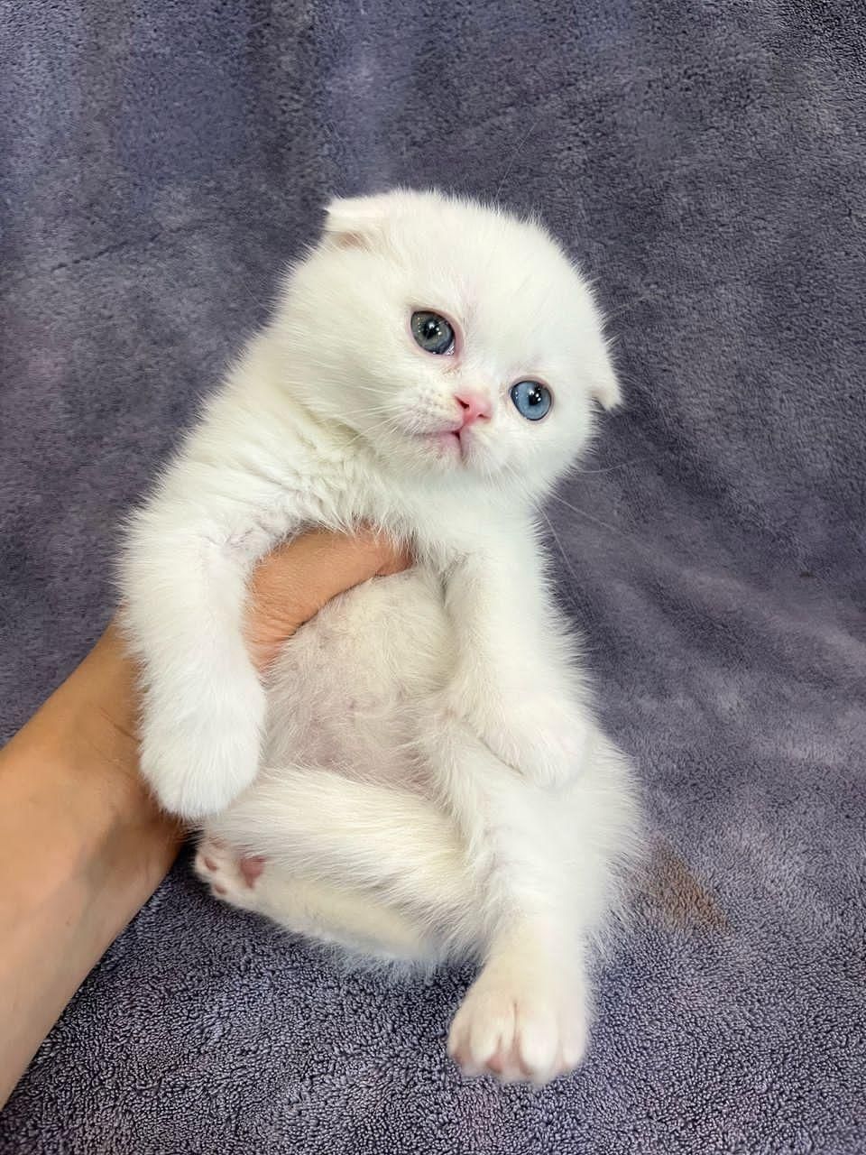 زیباترین مخلوقات بچه گربه ها|گربه|اصفهان, احمدآباد|دیوار