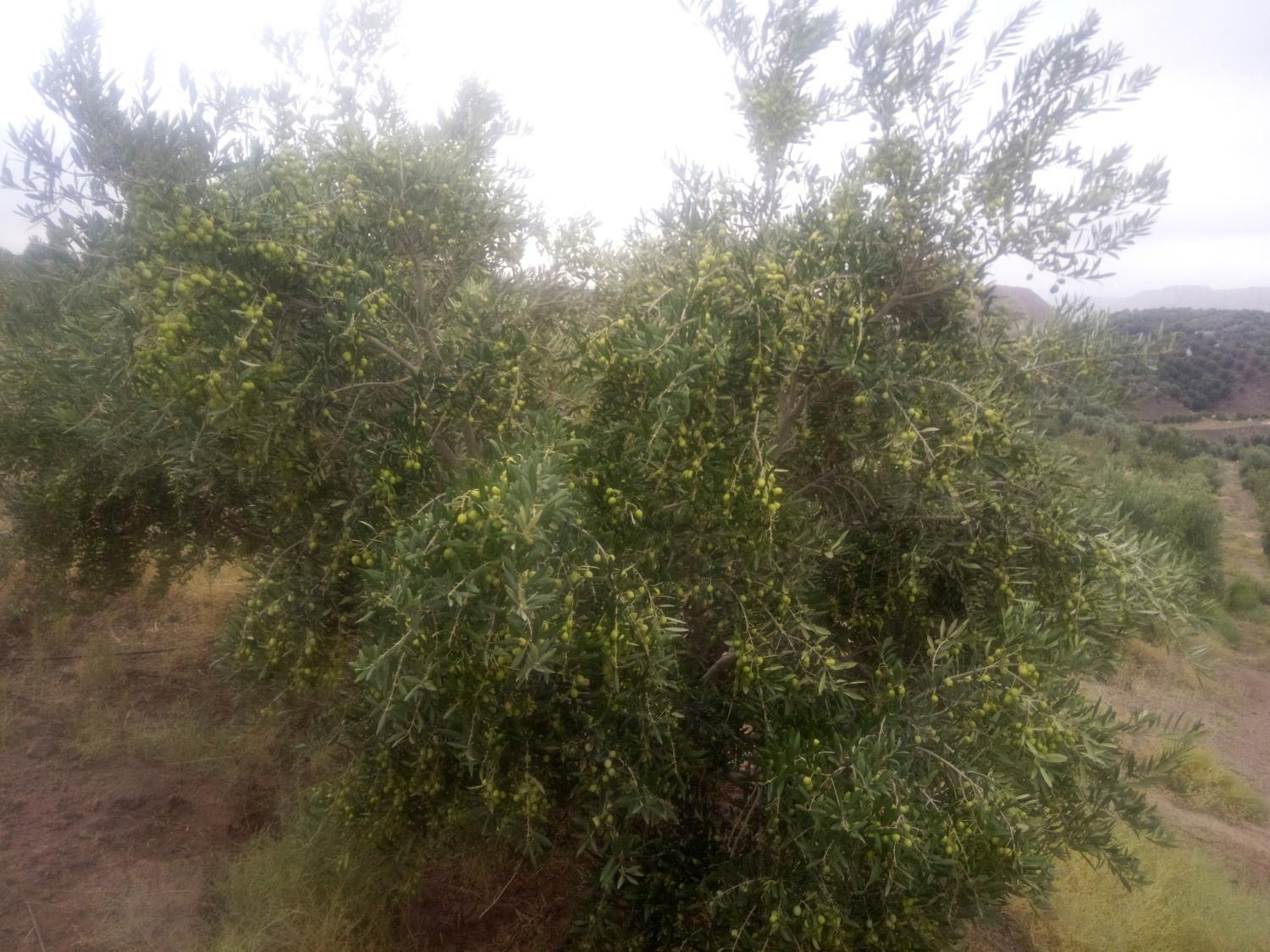 نیازمند 1000 کارگر از منطقه سیستان بویژه زابل|استخدام صنعتی، فنی، مهندسی|زابل, |دیوار