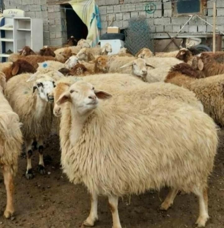 گوسفند محلی بره سرک دار چاق باقصابی|حیوانات مزرعه|قم, میرزائیه|دیوار