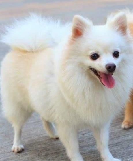 پامر سفید ماده|سگ|پرند, فاز ۲|دیوار