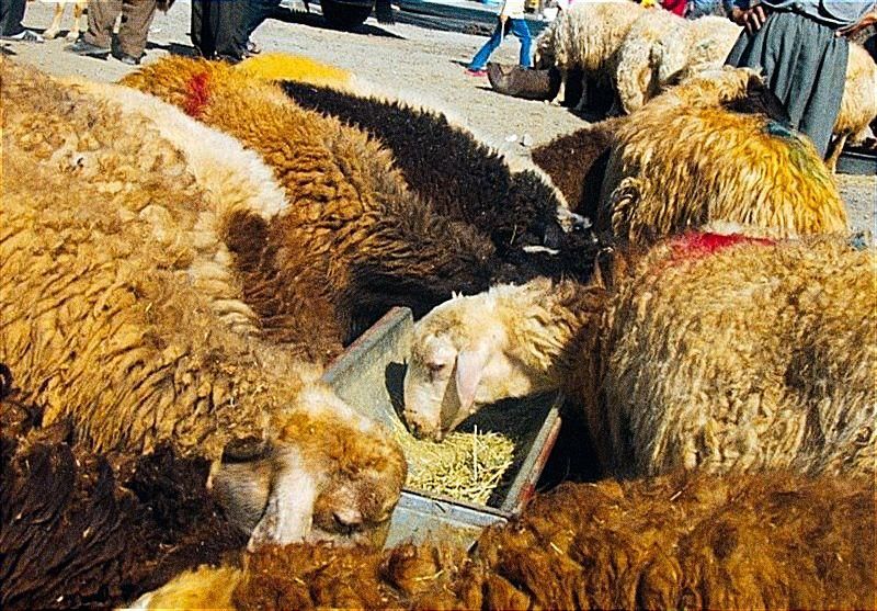 عقیقه قربانی*نَرقلم آبی+نصف گوشت*گوسفند زنده|حیوانات مزرعه|مشهد, ابوذر|دیوار