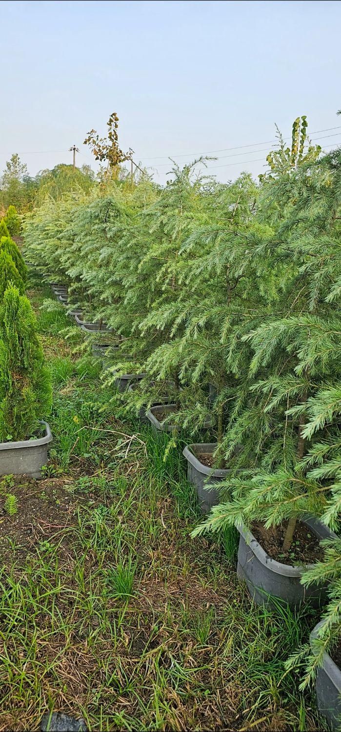 سدروس دئودورا آبی جعبه ای ریشه پرس|خدمات باغبانی و درختکاری|نوشهر, |دیوار