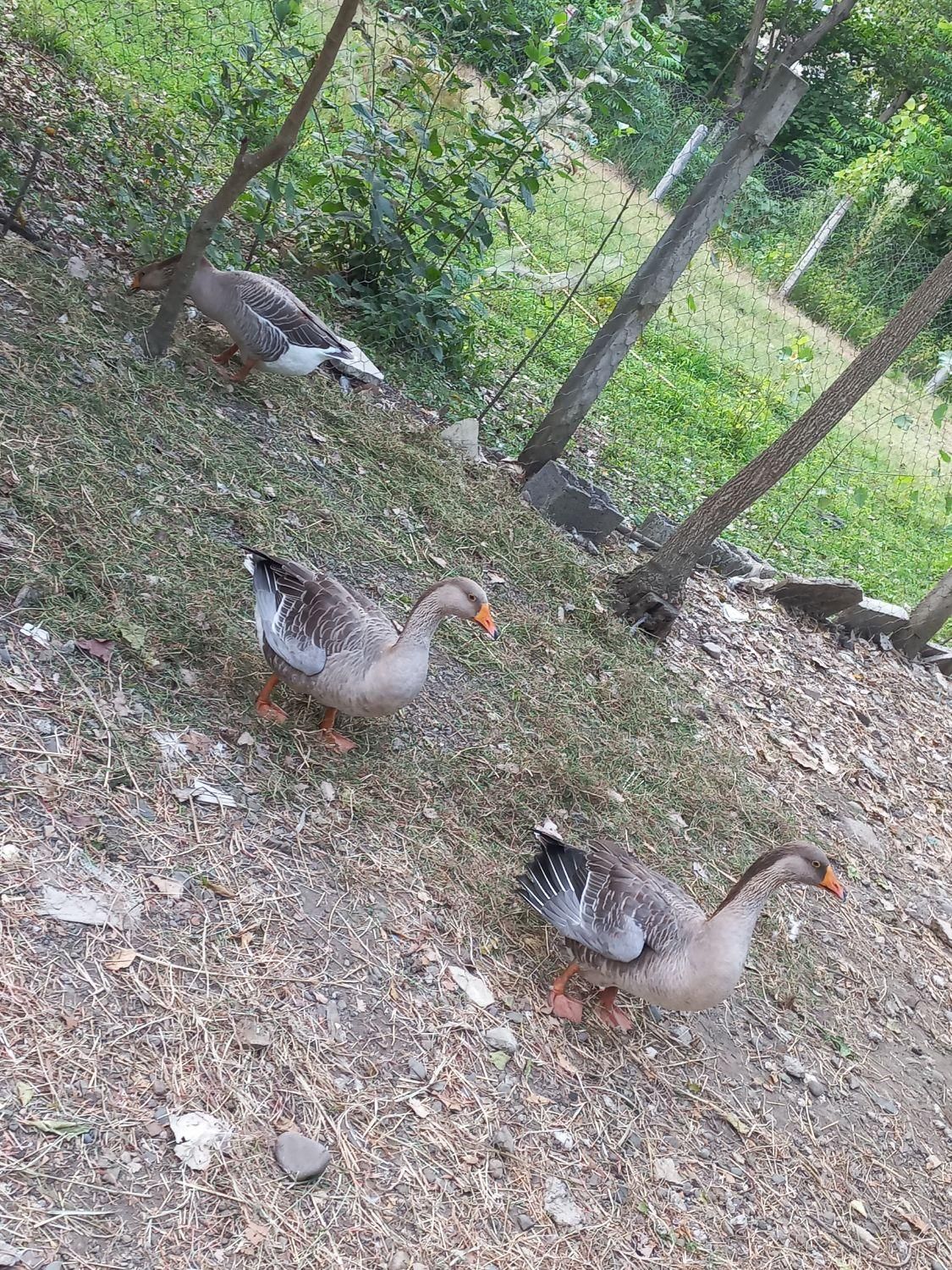 اردک غاز|حیوانات مزرعه|لاهیجان, یوسف آباد|دیوار