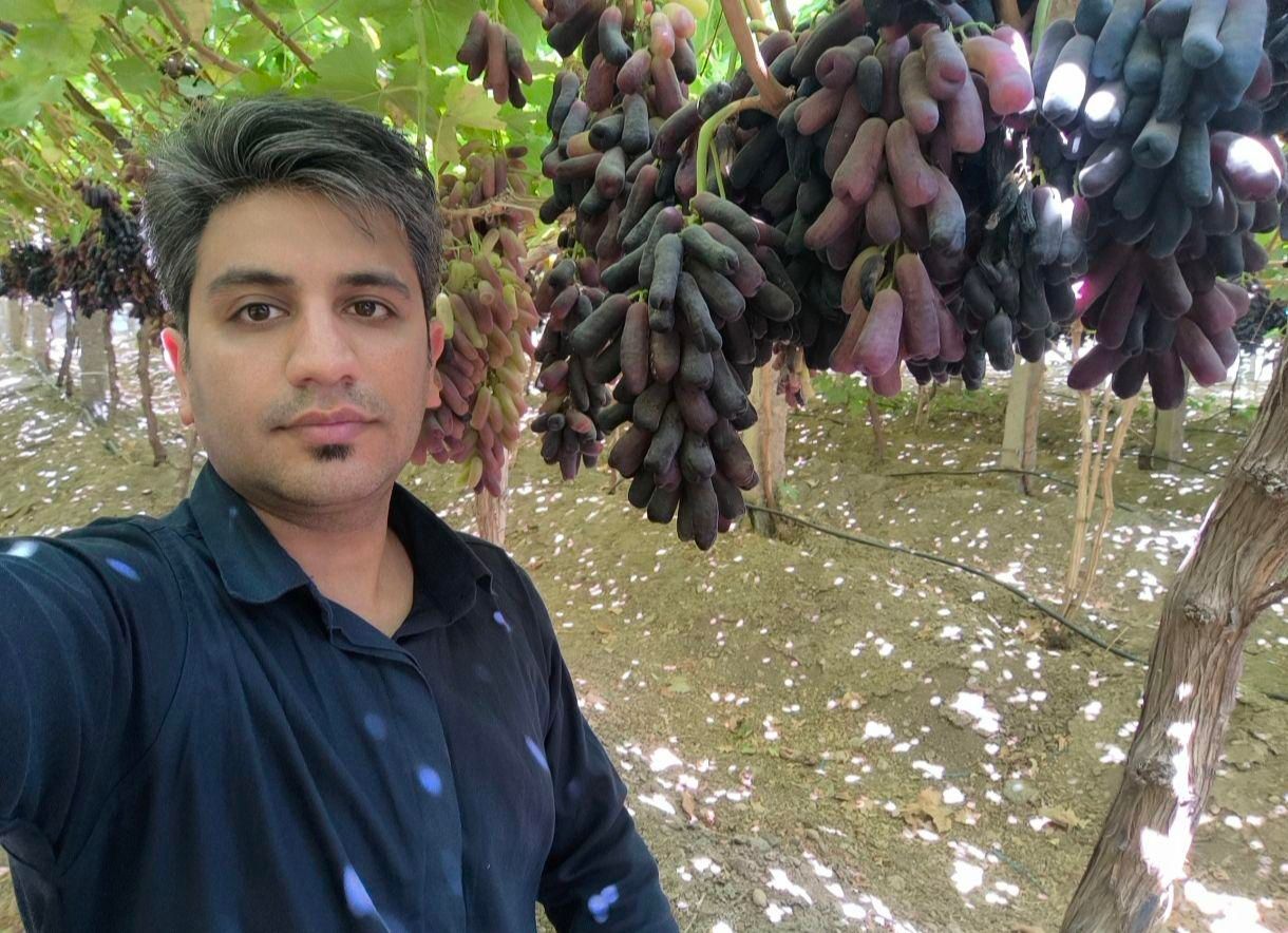 نهال انگور رو از منه تولید کننده بخر، نه دلال.|خدمات باغبانی و درختکاری|شیراز, باغشهر اهل بیت|دیوار