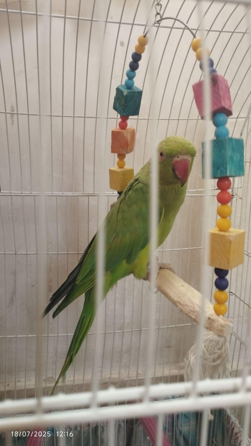 طوطی منلگو|پرنده|نسیم‌شهر, |دیوار