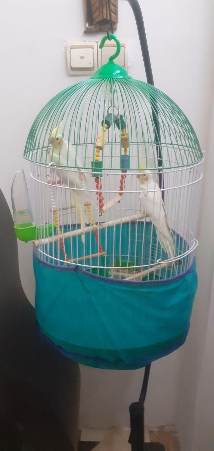 دوعدد عروس هلندی با تمام وسایل|پرنده|لنگرود, |دیوار