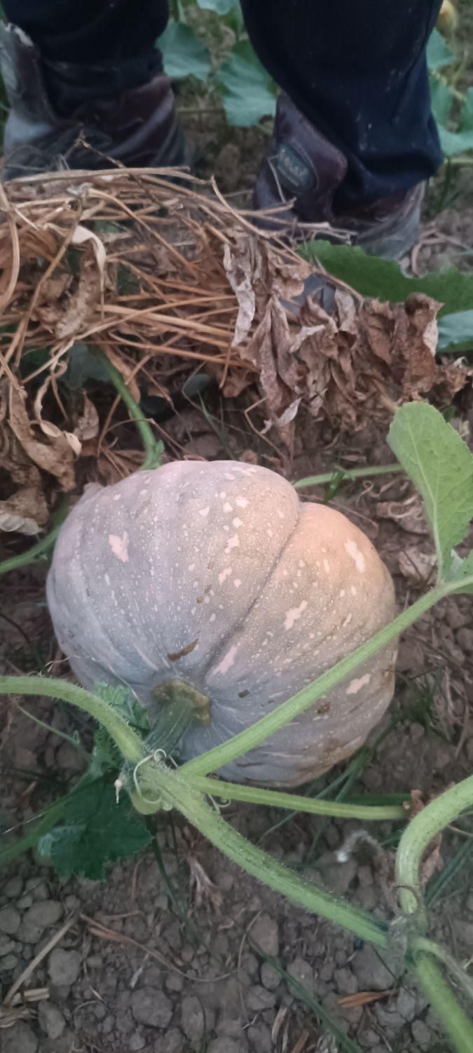 کدو محلی شیرین|خوردنی و آشامیدنی|رشت, پارک شهر|دیوار