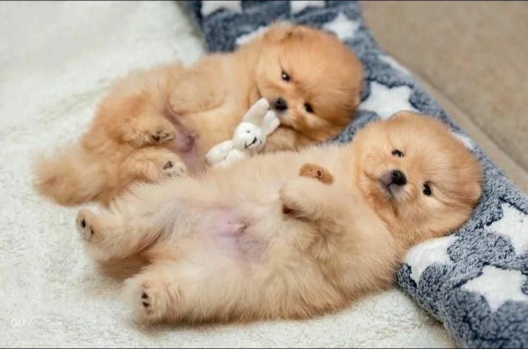 پرورش تخصصی نژاد پامر.پامرانین خرسی عروسکی|سگ|شیراز, فرهنگ شهر|دیوار