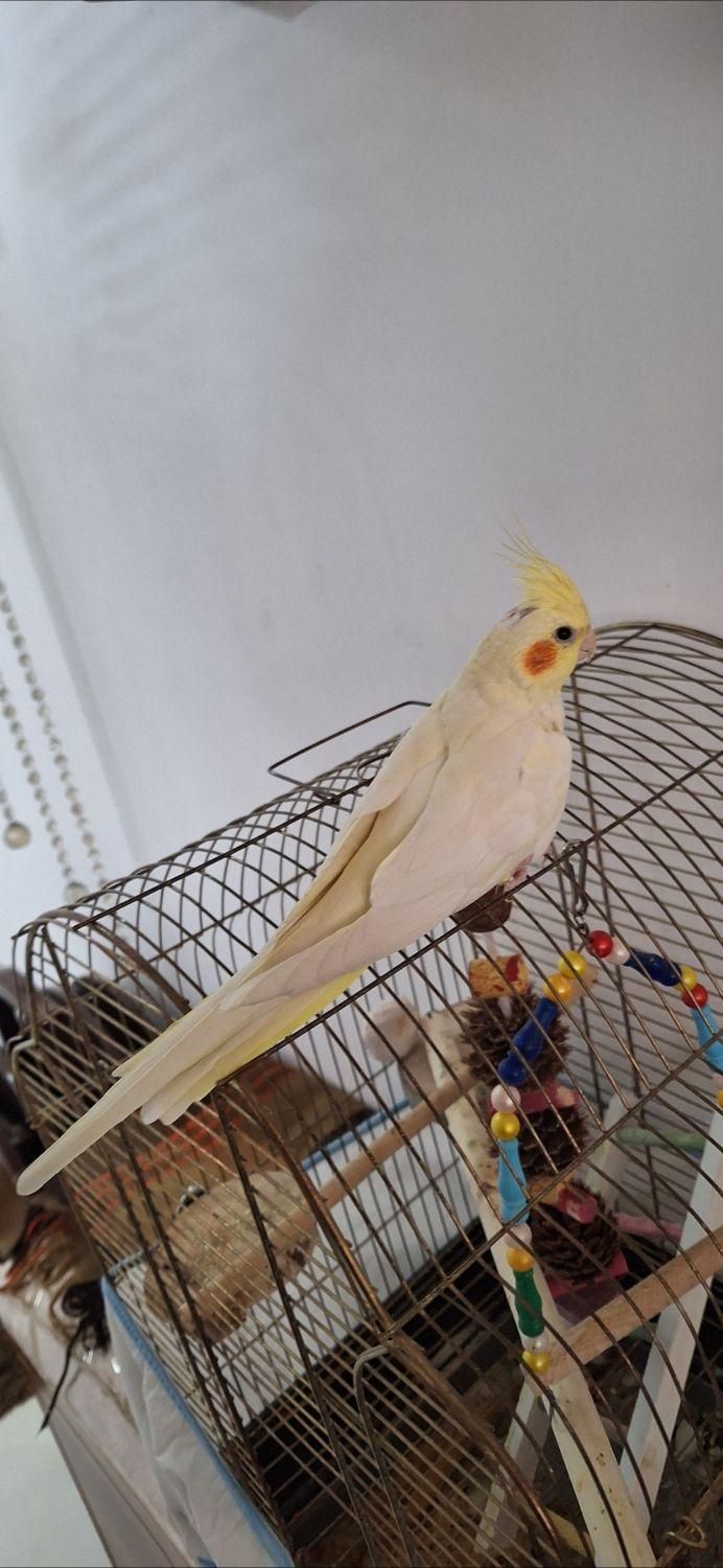 ۲ عدد عروس هلندی فول دستی|پرنده|قم, باجک یک|دیوار