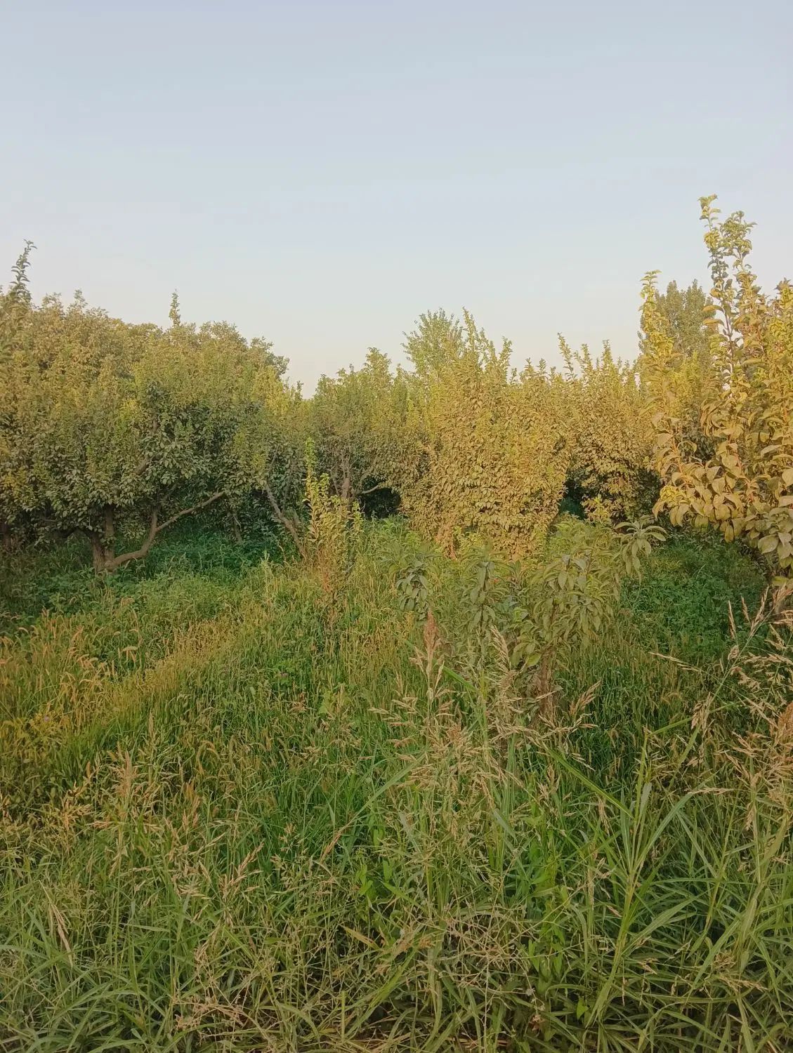 باغچه فروشی۳۵۰متری کردان سهیلیه سنقرآباد/تهراندشت|فروش زمین و ملک کلنگی|کرج, دهقان ویلا|دیوار