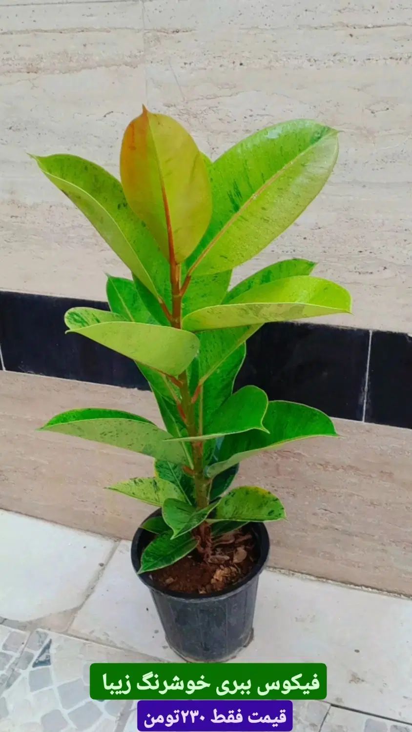 فیکوس لیراتا برگ پهن خوشگل قیمت فقط ۲۵۰تومن|گل و گیاه طبیعی|رشت, عینک|دیوار
