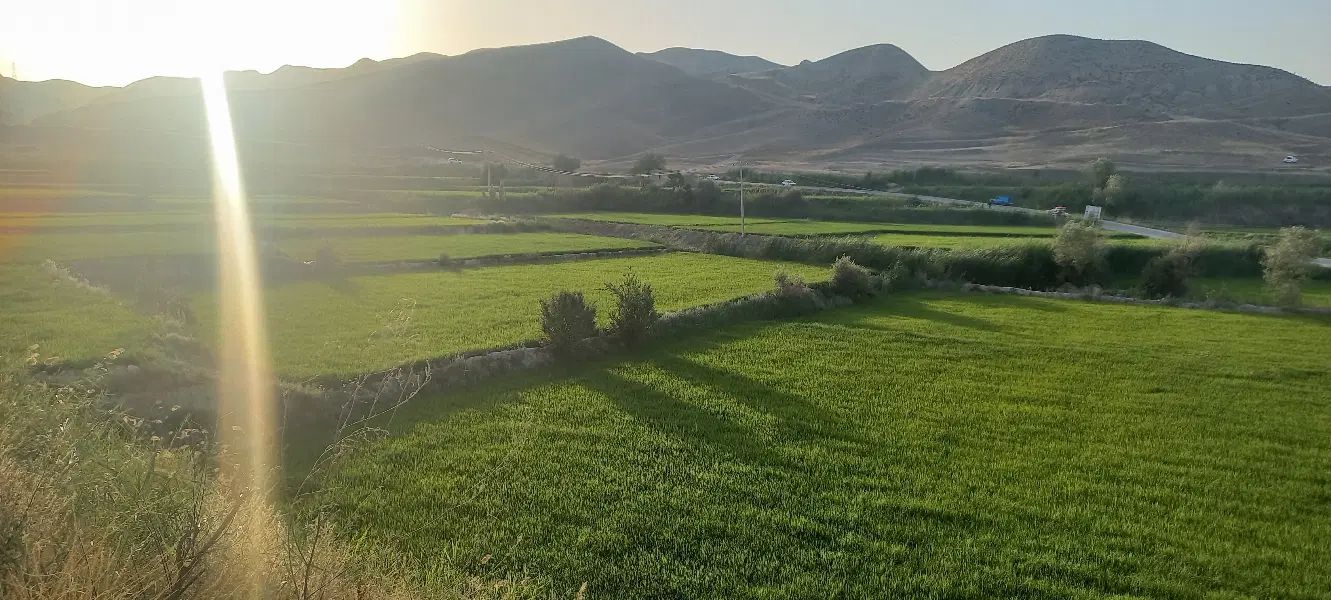 برنج درجه ۱ دم سیاه کلات|خوردنی و آشامیدنی|مشهد, فرهنگیان (شهرک غرب)|دیوار