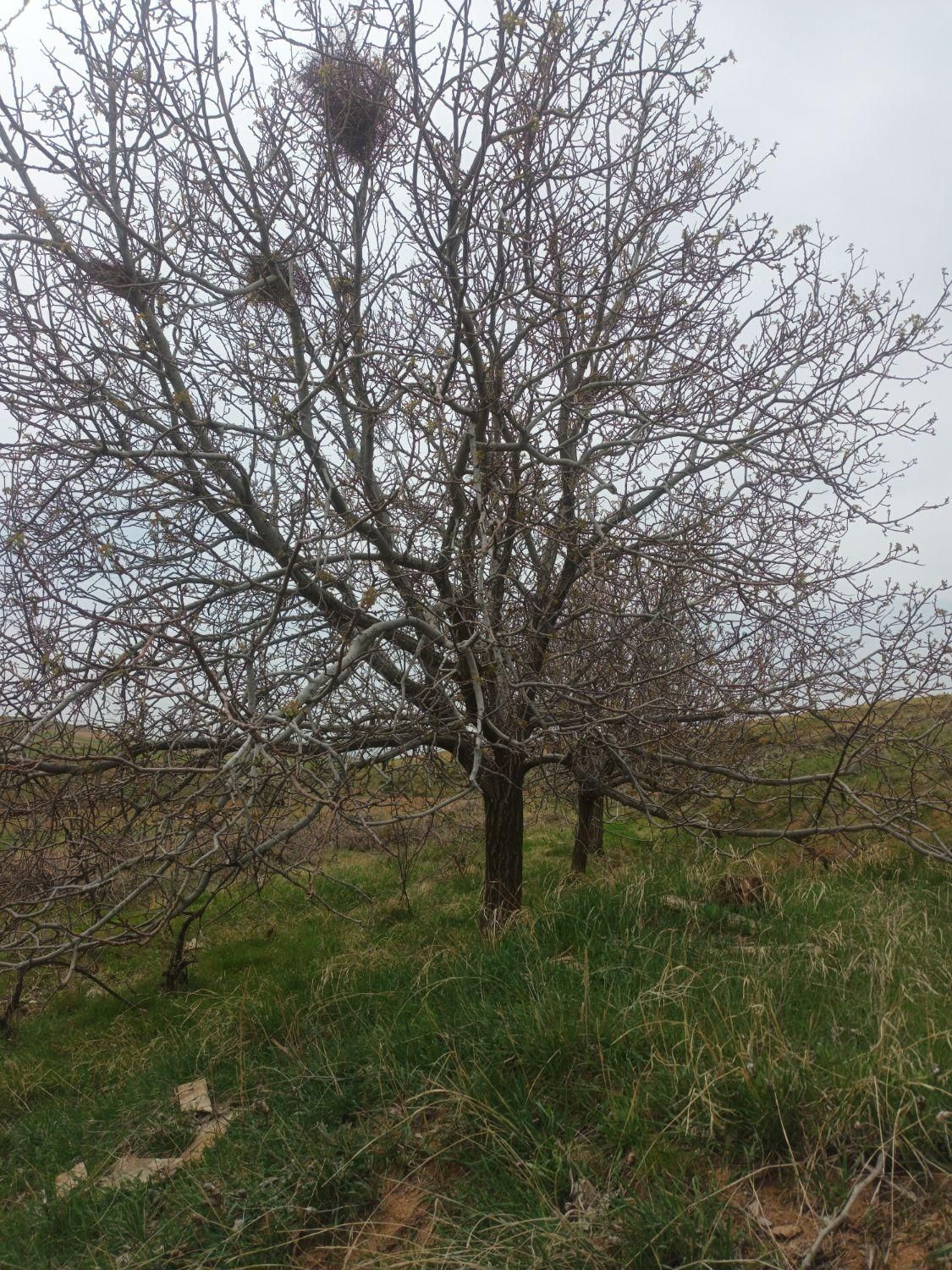 راهنمایی انجام فال حافظ|فعالیت داوطلبانه|تهران, ائمه اطهار|دیوار