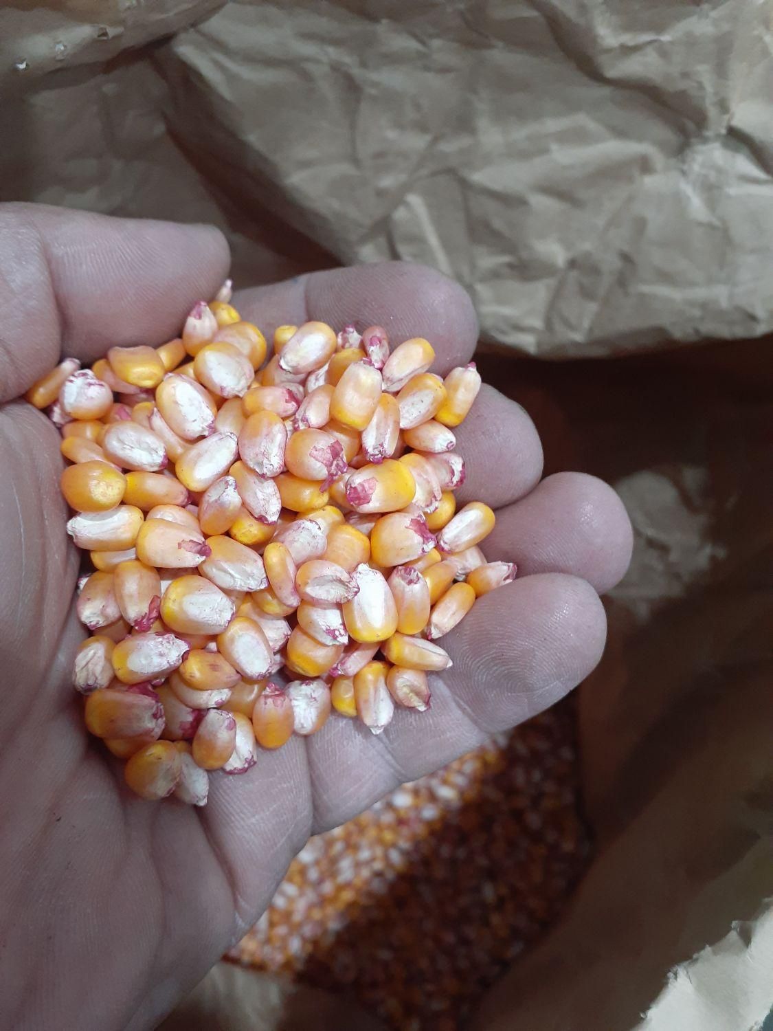 بذر ذرت ۷۰۴ دشت مغان تولید ۱۴۰۳|خدمات باغبانی و درختکاری|شهرکرد, |دیوار