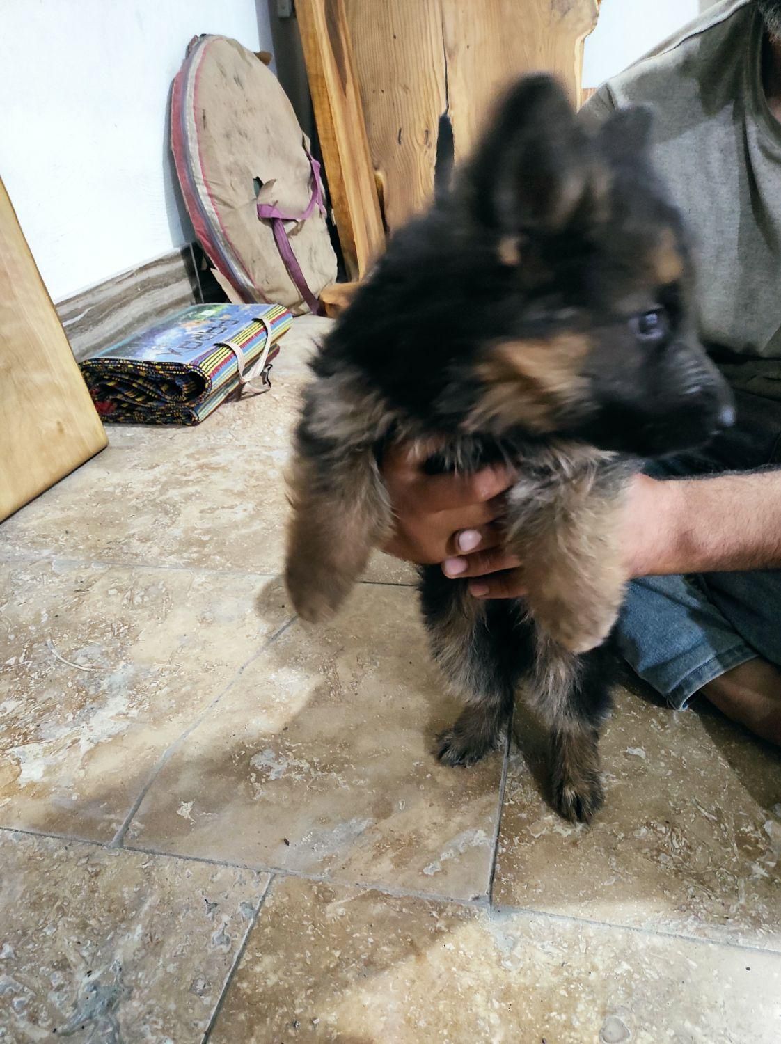 واگذاری توله ژرمن بلک و ابلغ|سگ|ساری, |دیوار