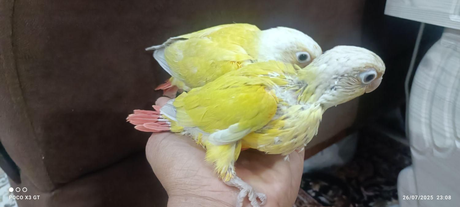 جوجه سرلاکی راهب خورشیدی کوتوله گرینچیک سانچیک|پرنده|تربتحیدریه, یحیی آباد|دیوار