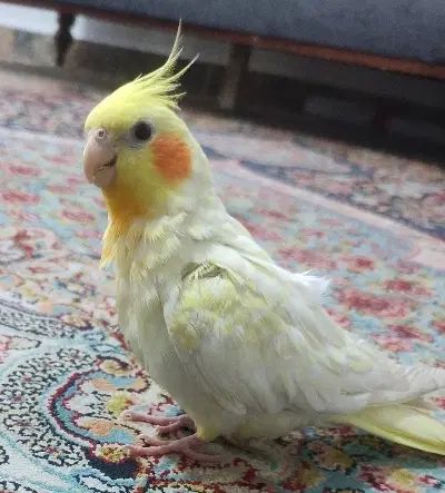 پرنده گمشده به یابنده مژدگانی داده خواهد شد|پرنده|مشهد, طبرسی شمالی|دیوار