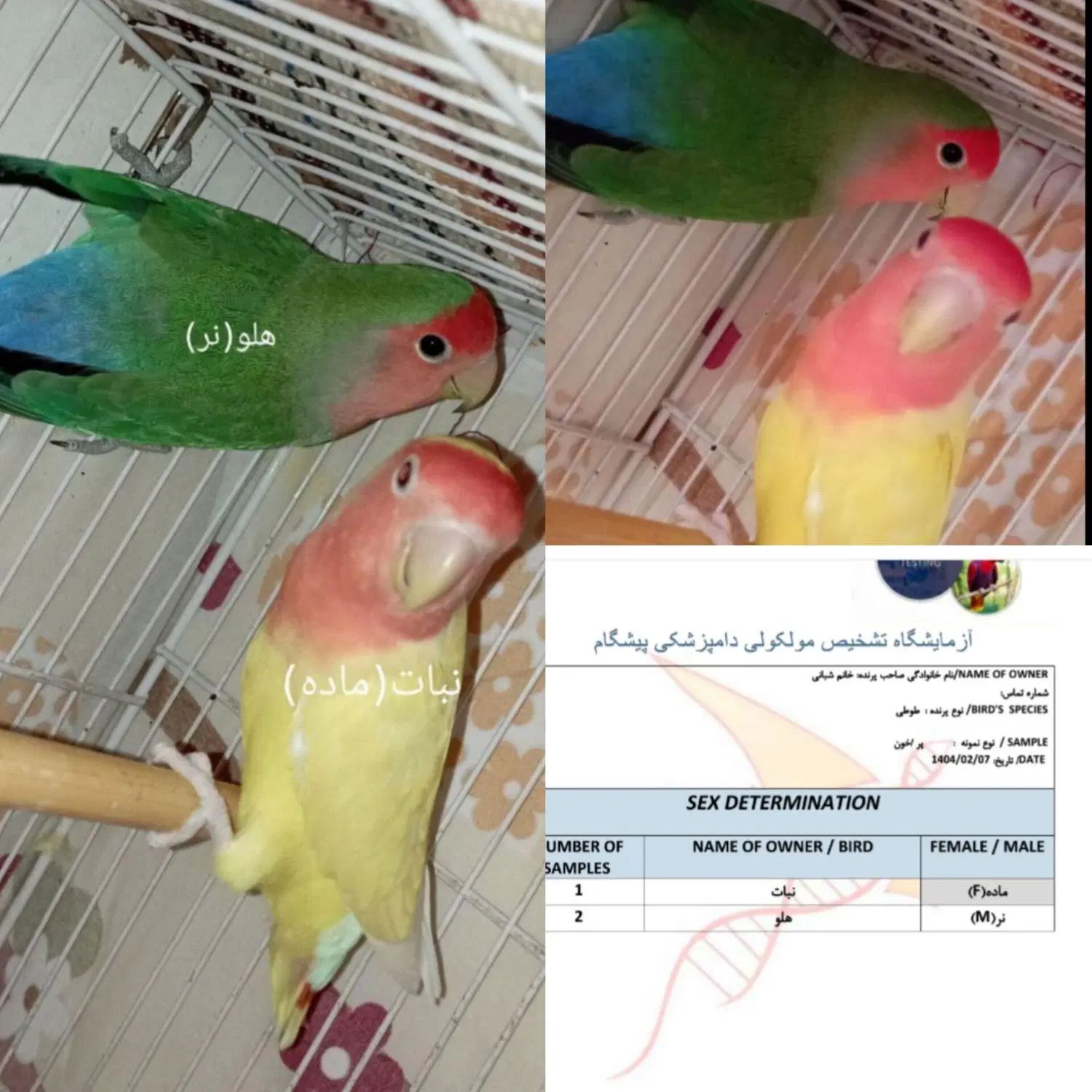 کوتوله برزیلی|پرنده|مشهد, کوشک مهدی|دیوار