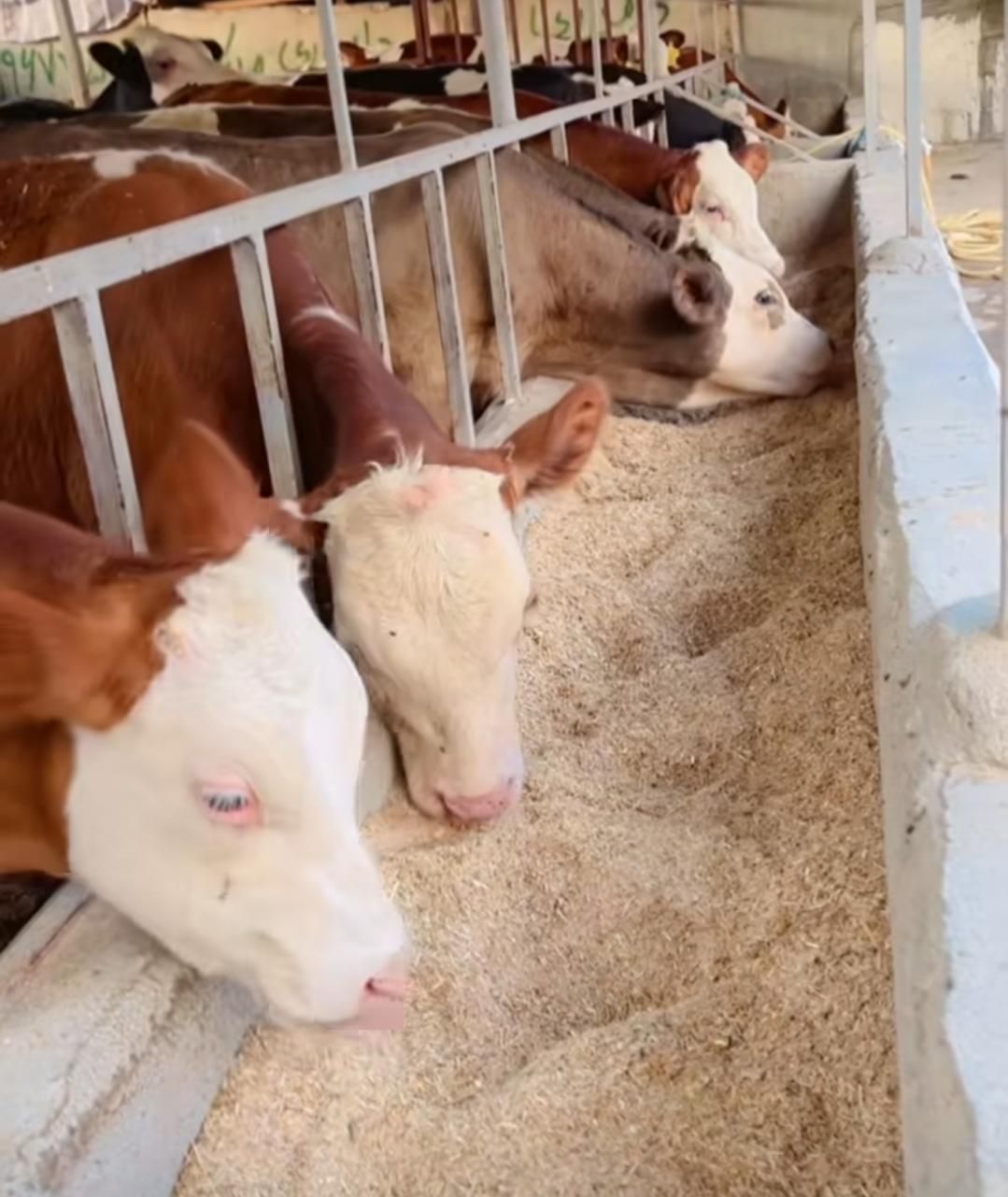 دامپرواری نژاد اصیل|حیوانات مزرعه|شاهرود, |دیوار