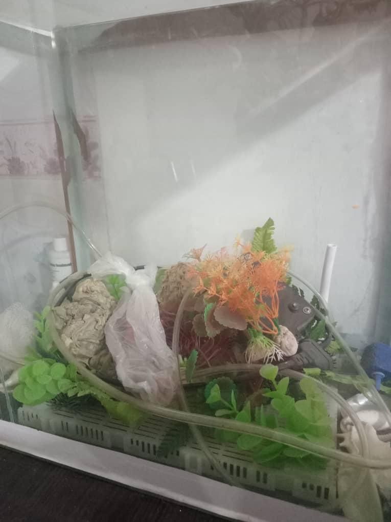 آکواریوم ماهی|ماهی|مرودشت, فاز دوم شهرک فرهنگیان|دیوار