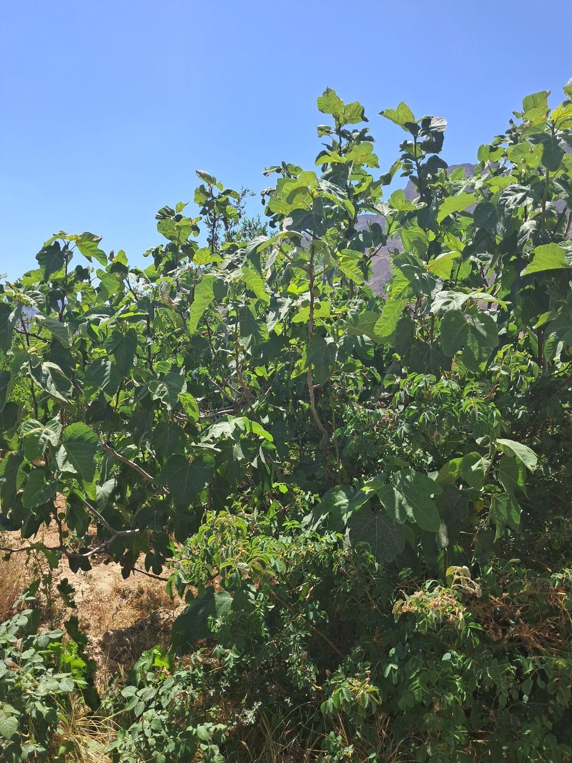 فروش یامعاوضه خانه باغ|فروش خانه و ویلا|تفت, |دیوار