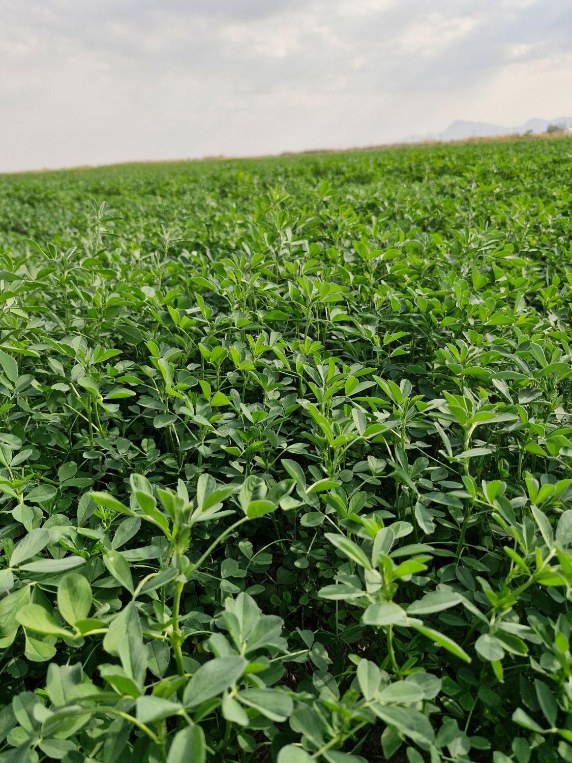 بذر یونجه رنجر تناژ بالا|خدمات باغبانی و درختکاری|شیراز, تاچارا|دیوار