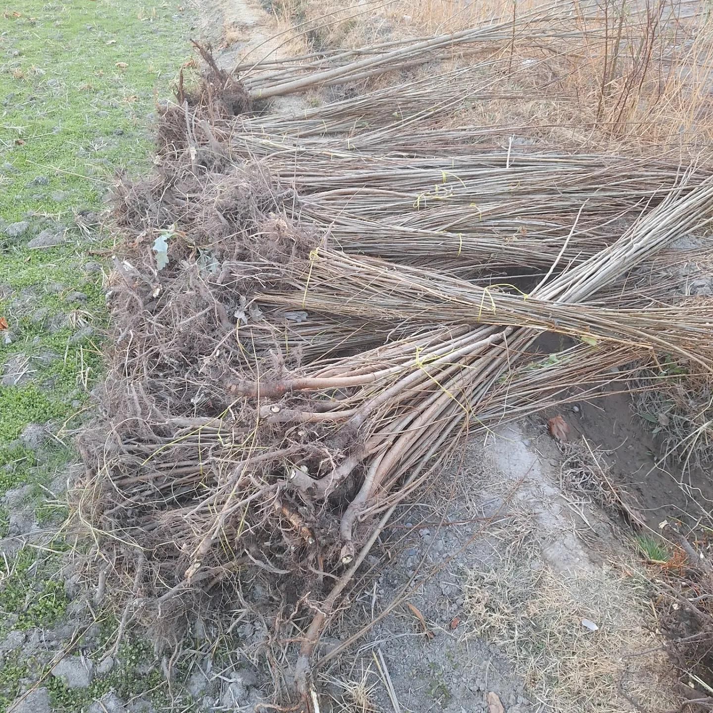 انواع نهال و درخت تک و عمده موجود|خدمات باغبانی و درختکاری|خمینیشهر, |دیوار