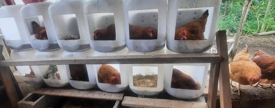 تخم مرغ محلی|خوردنی و آشامیدنی|رشت, پسیخان|دیوار