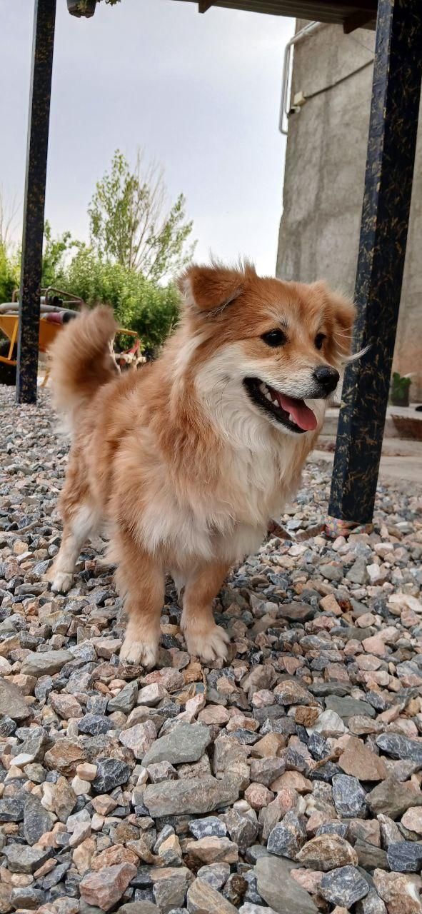 سگ پامیر روباهی|سگ|سنندج, |دیوار