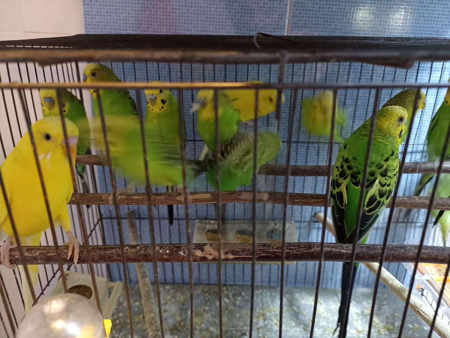 ۸ عدد مرغ عشق ۷ تا نر یک عدد ماده|پرنده|رودهن, |دیوار