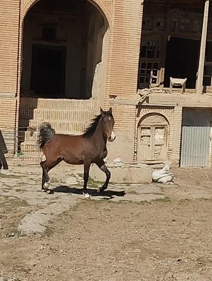 اسب مادیان شش دانگ|اسب و تجهیزات اسب‌سواری|اراک, |دیوار