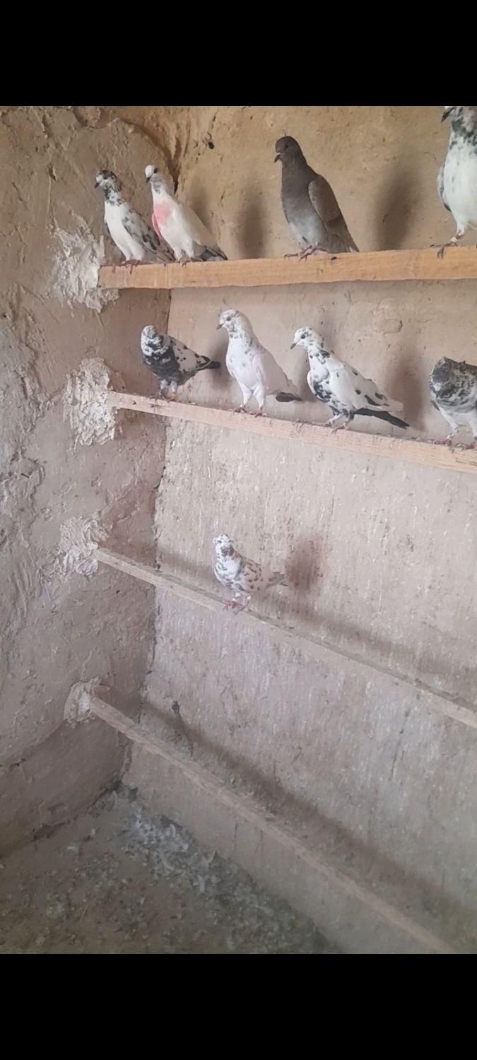 کفتر گرفتنی|پرنده|قم, شاه سید علی|دیوار