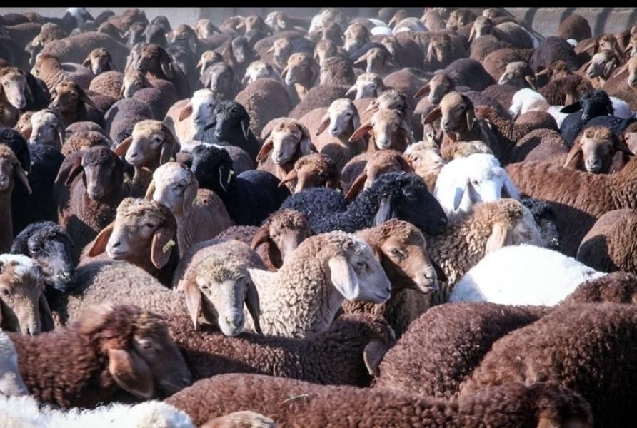 تعاونی تنضیم بازار زیر نظر بهداشت دامپزشکی|حیوانات مزرعه|مشهد, نوید|دیوار