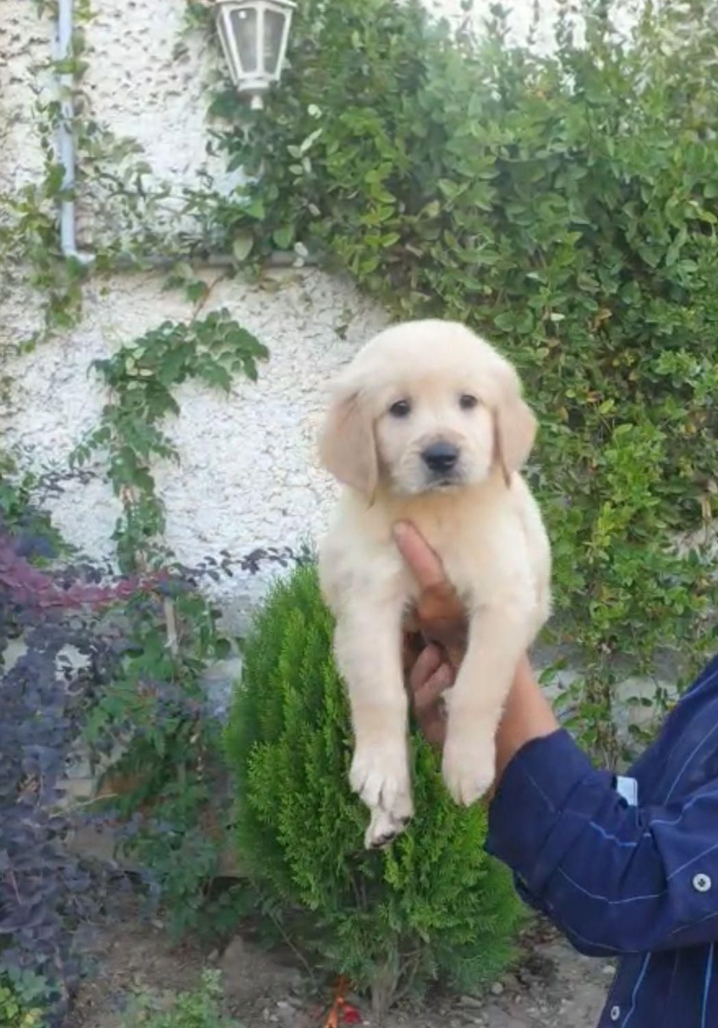 فروش توله رتریور و پرستار سگ گلدن|سگ|فردیس, |دیوار