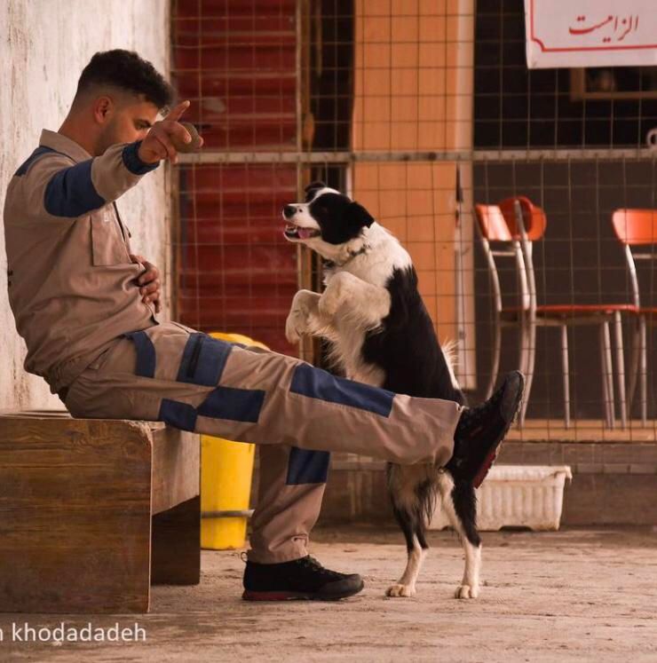 آموزش سگ،مربی سگ،۱۰۰ تضمینی|خدمات آموزشی|کرج, جهان‌شهر|دیوار