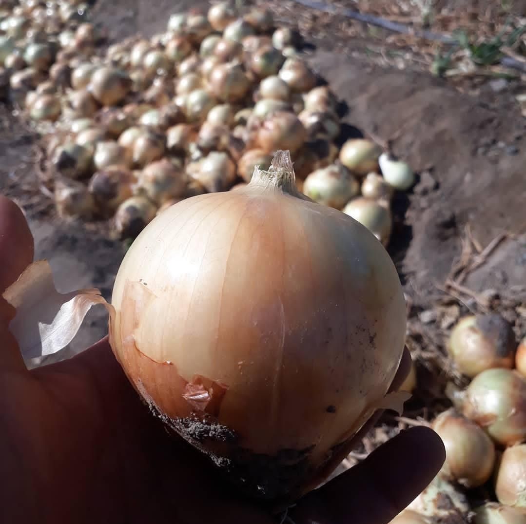 فروش ۱۲ هکتار زمین کشاورزی منوجان چاهشاهی|فروش دفتر صنعتی، کشاورزی، تجاری|کهنوج, |دیوار