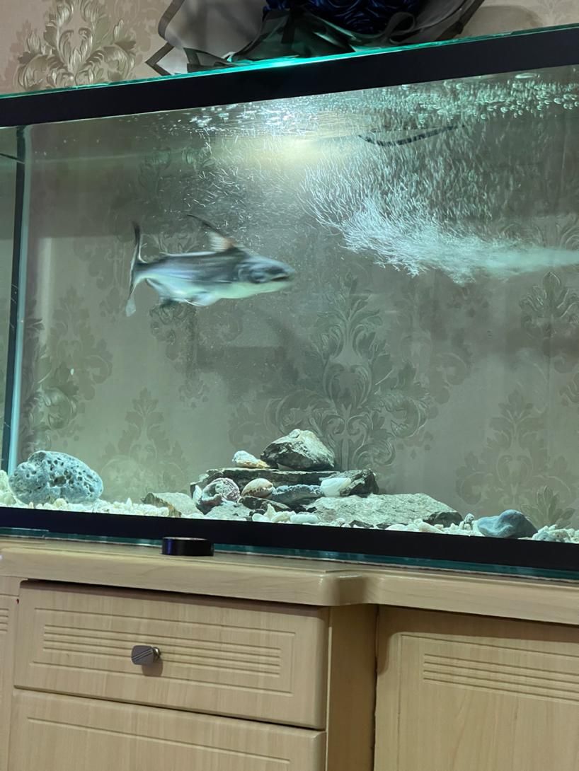 ماهی پنکوسی شکاری|ماهی|پارس‌آباد, |دیوار