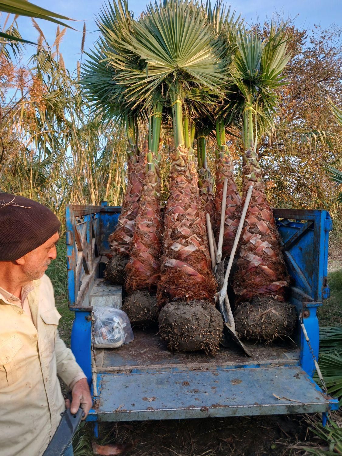 آقای پالم تهران همیشه سبز|گل و گیاه طبیعی|تهران, دربند|دیوار