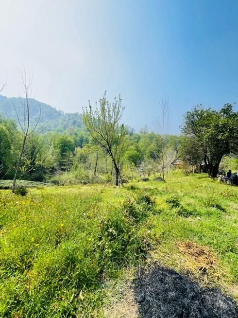 مثه این زمین نداریم خدایش تو گیلان صفر جنگل|فروش زمین و ملک کلنگی|شفت, |دیوار