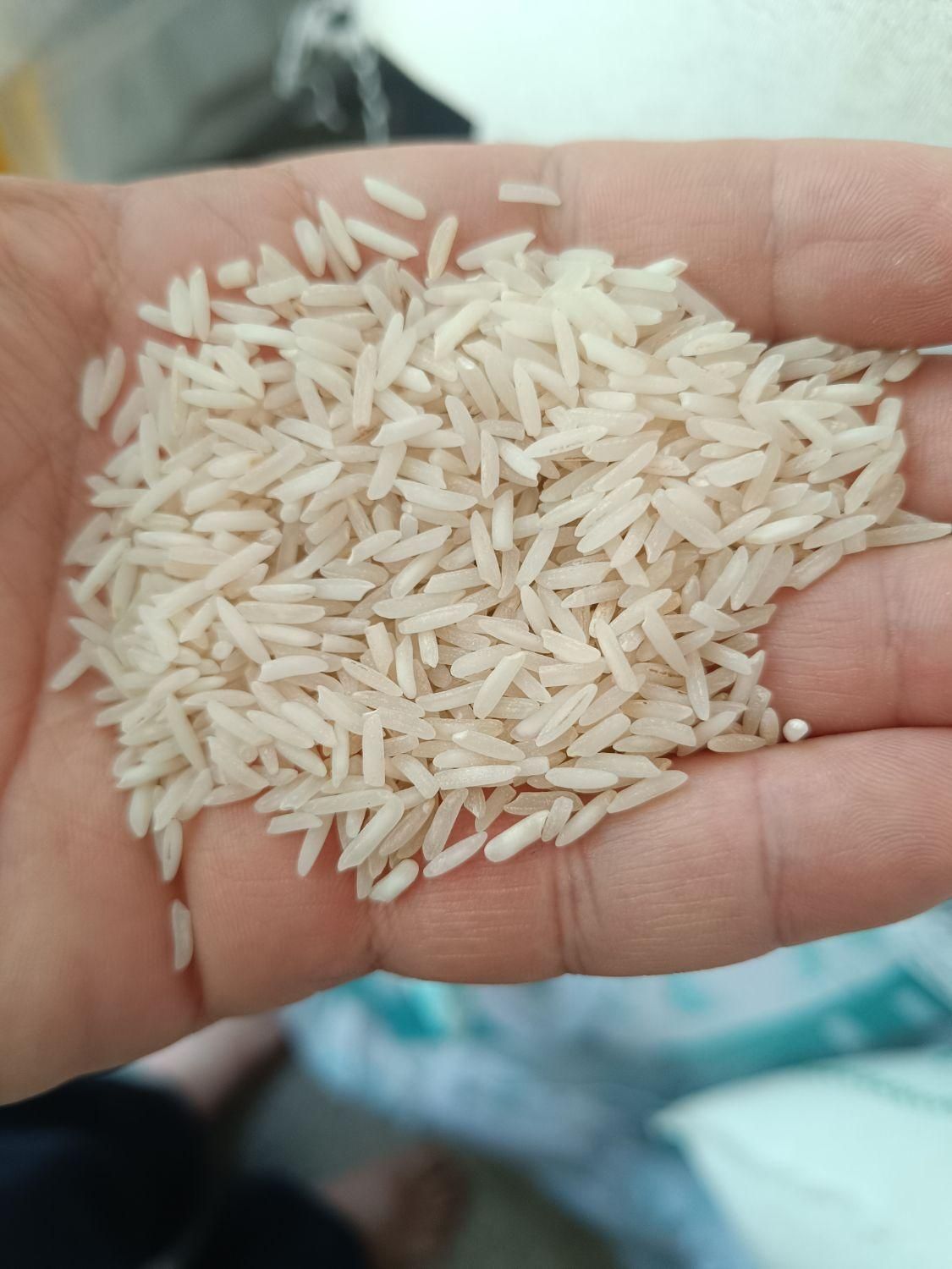 برنج طارم و شیرودی|خوردنی و آشامیدنی|قم, انسجام|دیوار