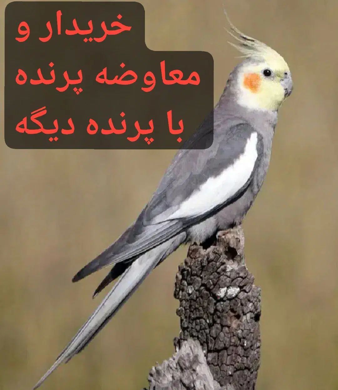 معاوضه انواع پرنده با مرغ عشق. طوطی برزیلی و کفتر|پرنده|رودهن, |دیوار